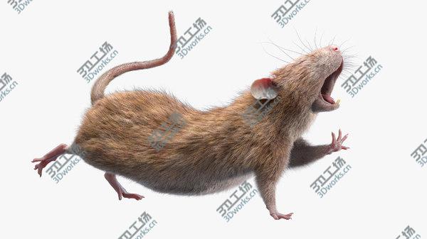 images/goods_img/20210312/Rat (Fur) (Rigged) (2) 3D model/1.jpg